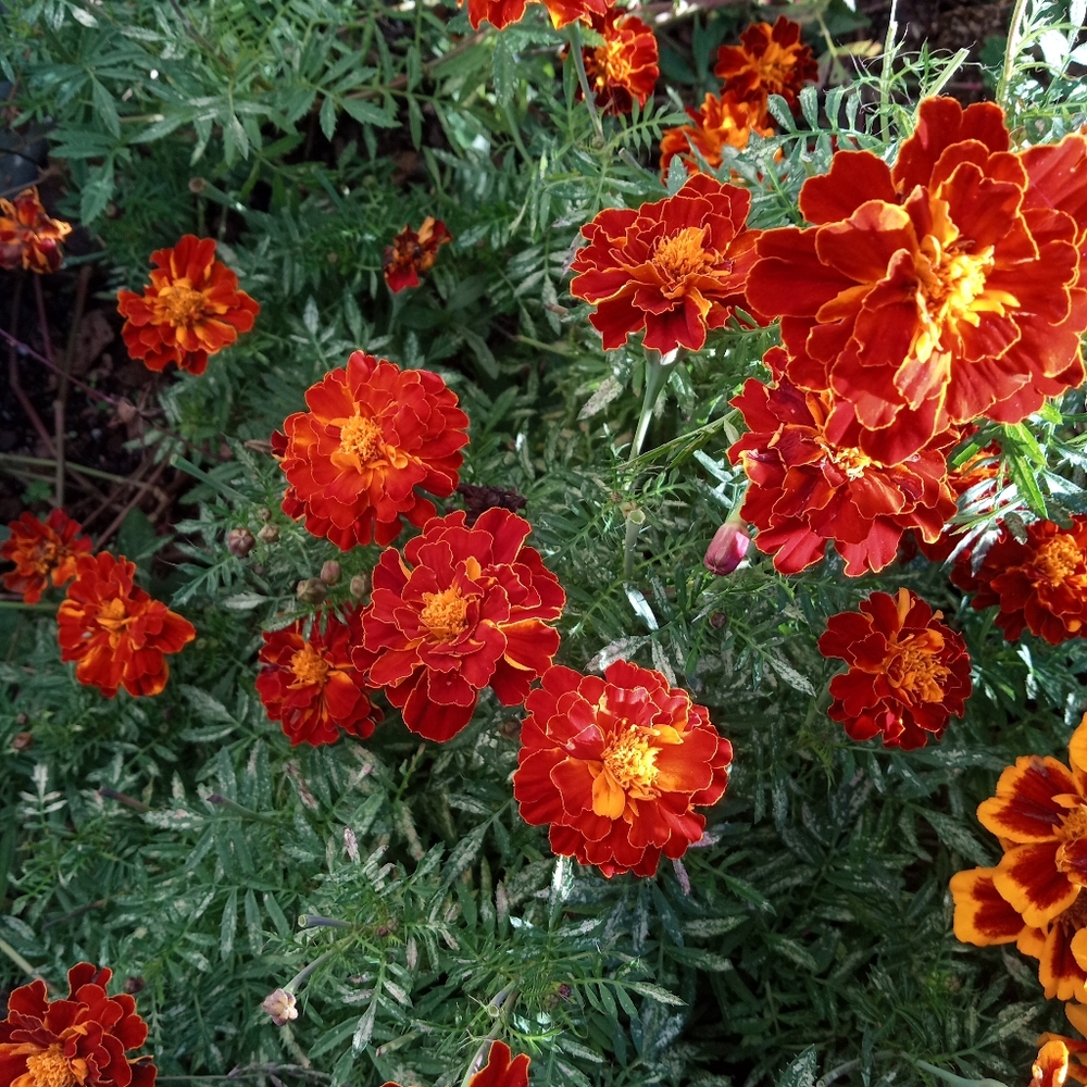 2000 dark orange marigold seeds